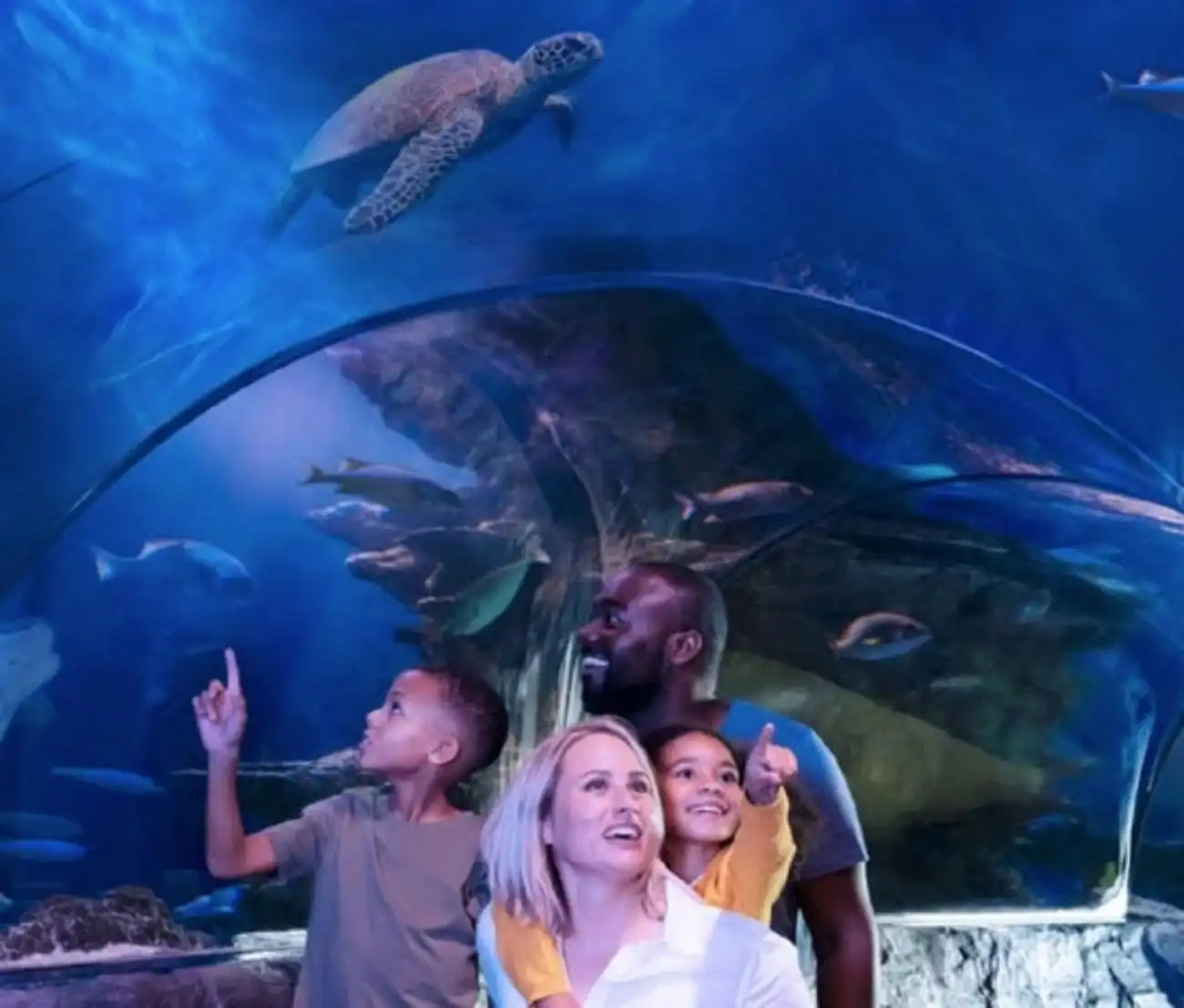 SEA LIFE American Dream: General Admission, East Rutherford, United States, NYC Pass.
