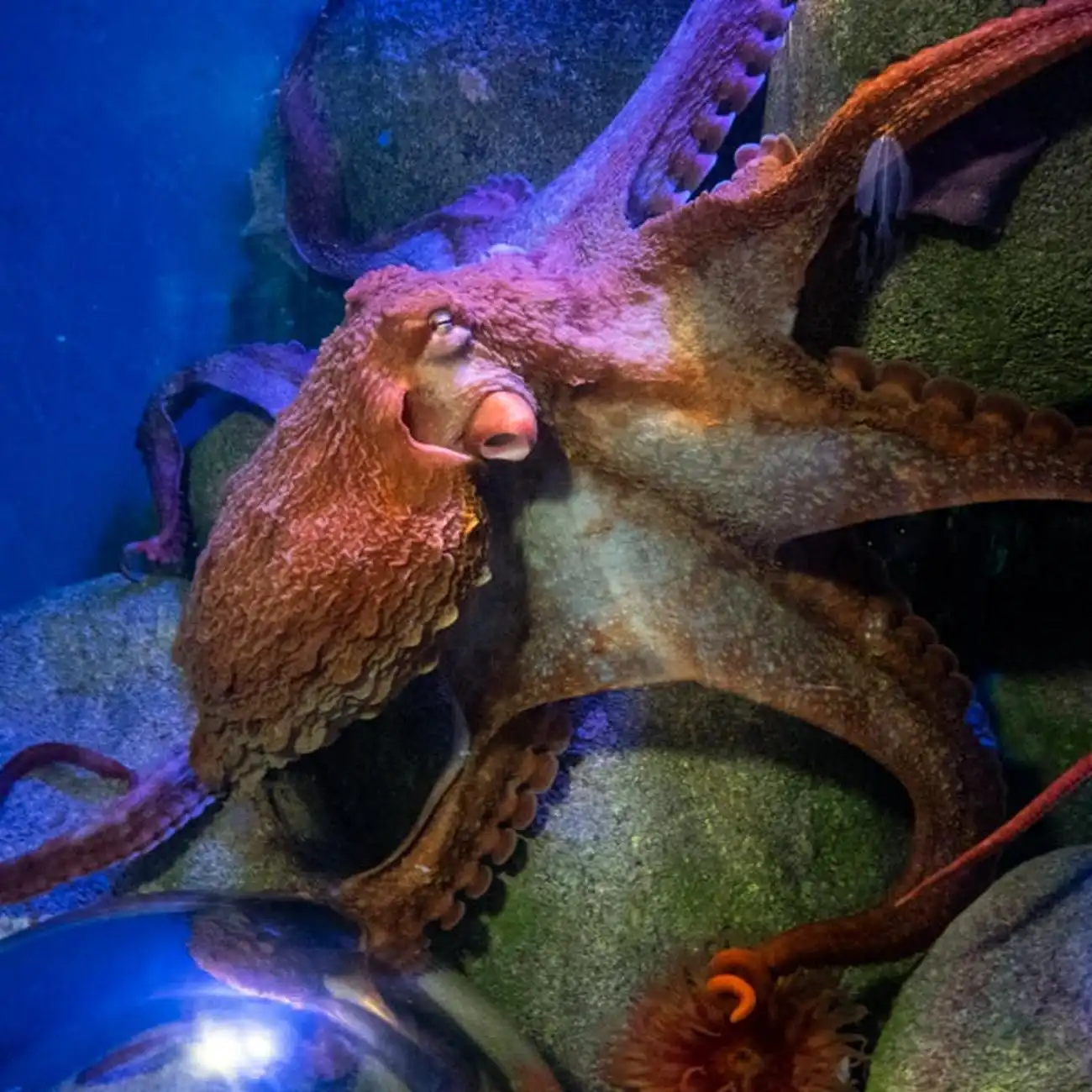 New York Aquarium: Entry Ticket, New York, United States, NYC Pass.