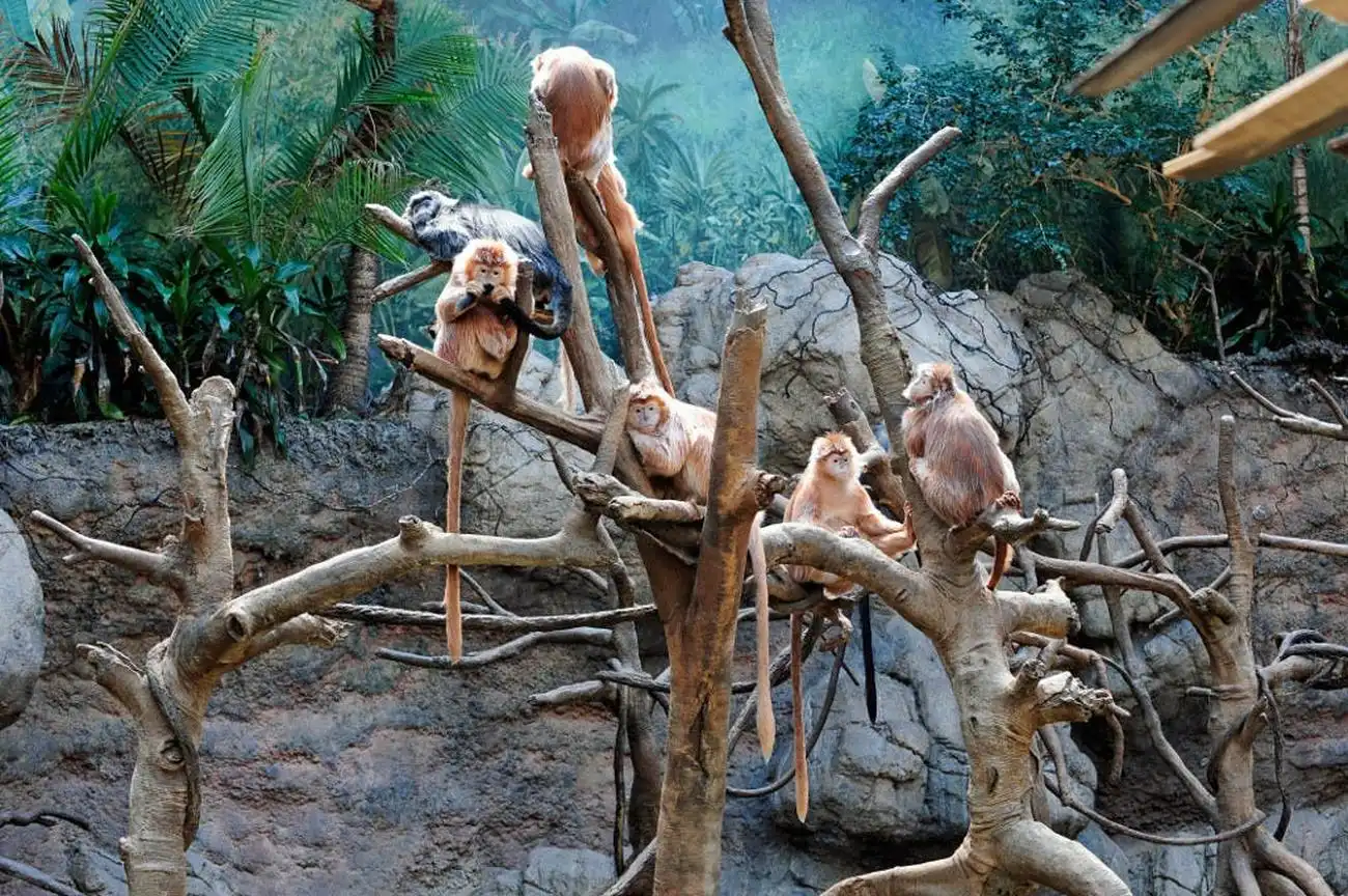 Zoológico del Bronx de Nueva York: Entrada, Nueva York, Estados Unidos, NYC Pass.