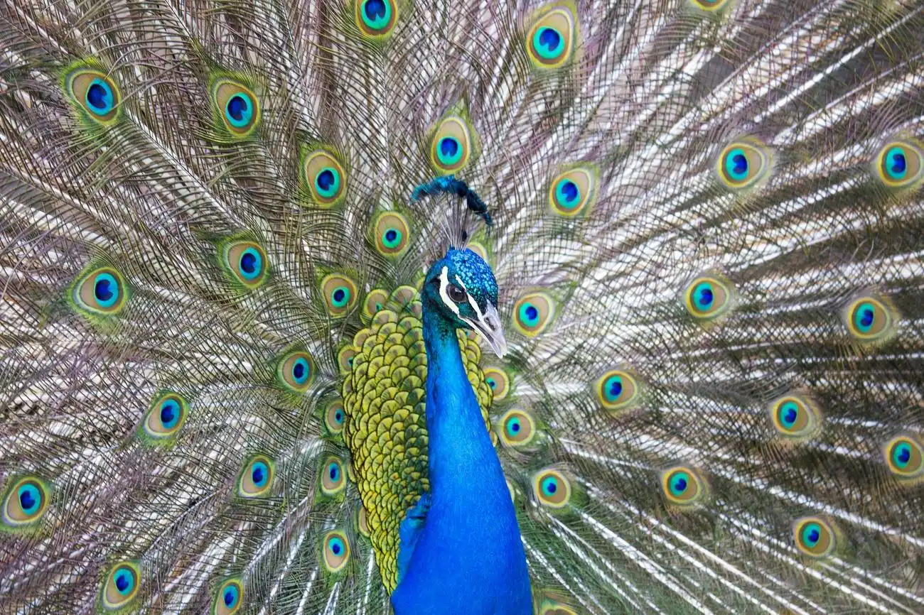 Zoológico del Bronx de Nueva York: Entrada, Nueva York, Estados Unidos, NYC Pass.