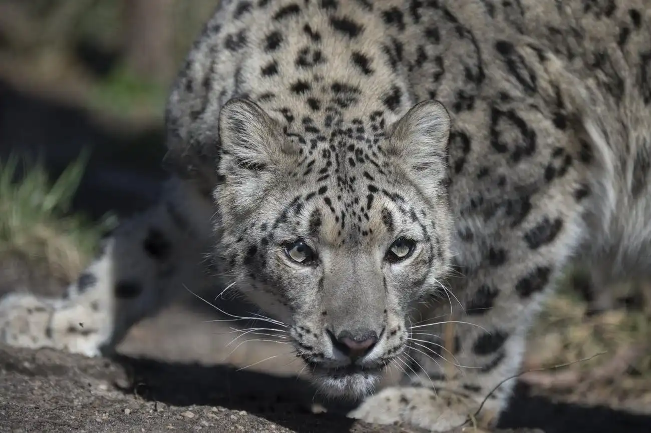 Central Park Zoo: Total Experience, New York, United States, NYC Pass.