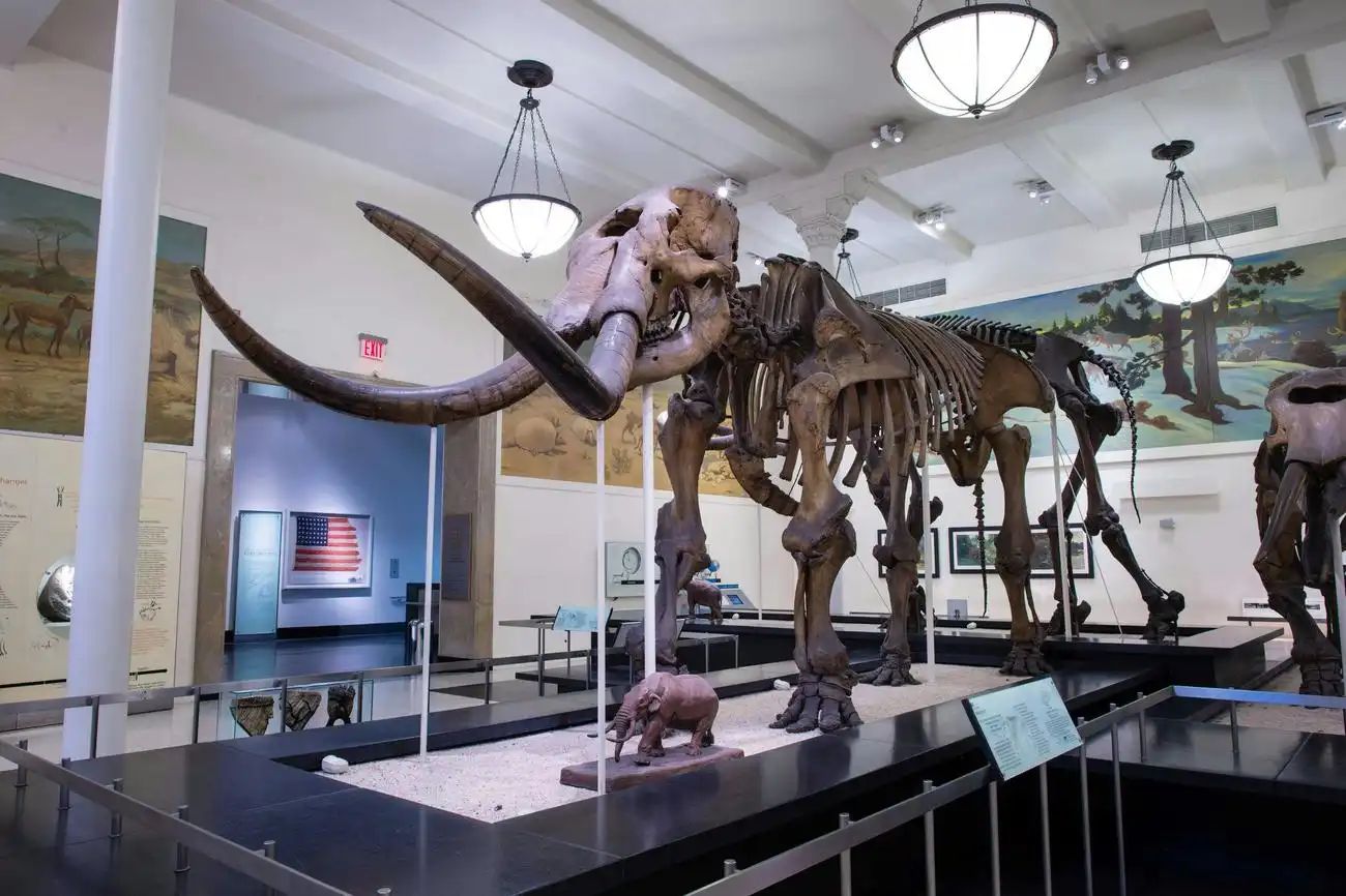 American Museum of Natural History (AMNH): Plus One Ticket, New York, United States, NYC Pass.