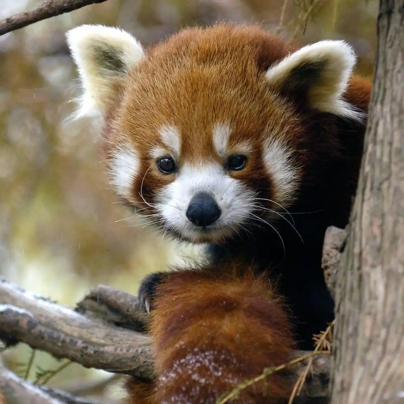 Central Park Zoo: Total Experience, New York, United States, NYC Pass.