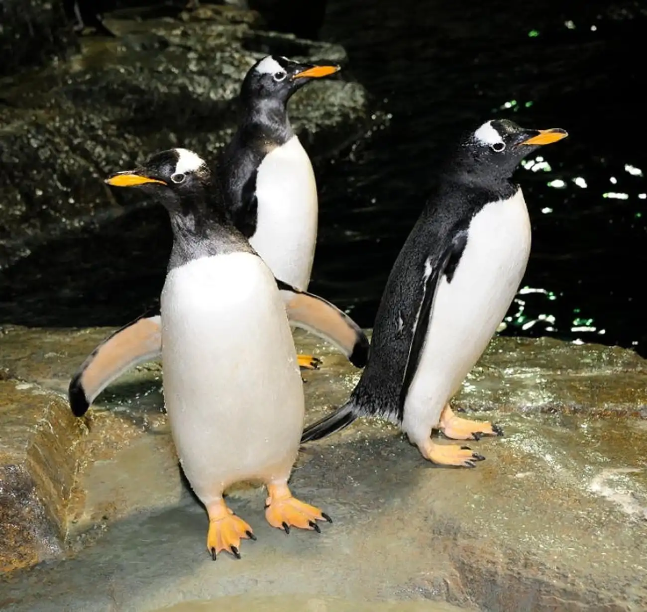 Central Park Zoo: Total Experience, New York, United States, NYC Pass.
