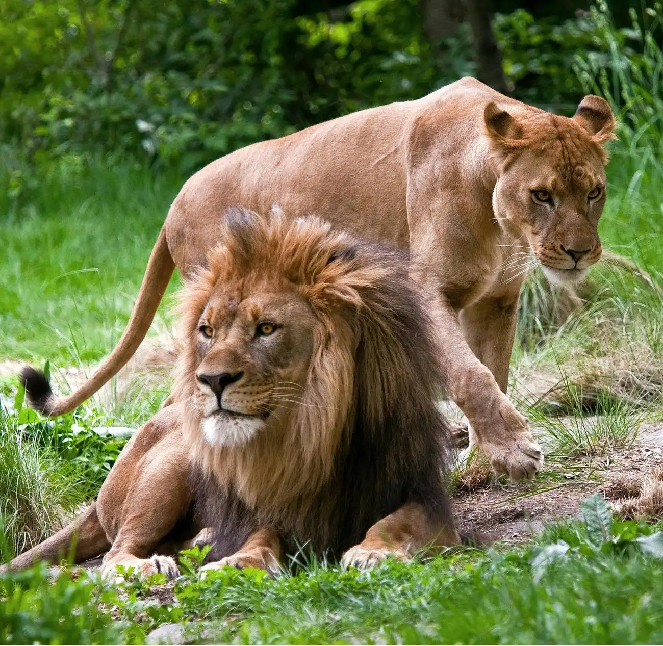 Zoológico del Bronx de Nueva York: Entrada, Nueva York, Estados Unidos, NYC Pass.