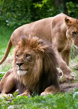 Explore wildlife and marine life at NYC’s top zoos and aquariums. Best Activities to Visit New York in 2025.