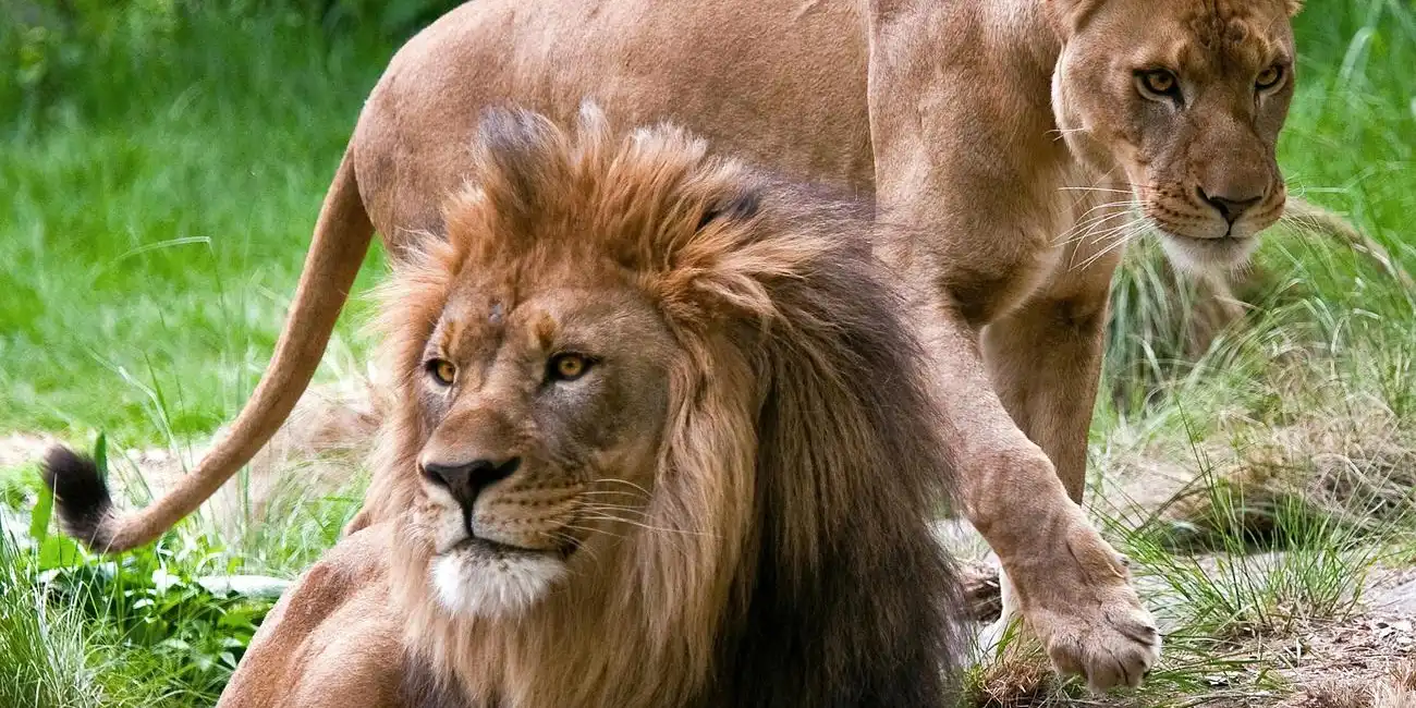 Explore a vida selvagem e marinha nos principais zoológicos e aquários de NYC. Melhores atividades para visitar Nova Iorque em 2025.